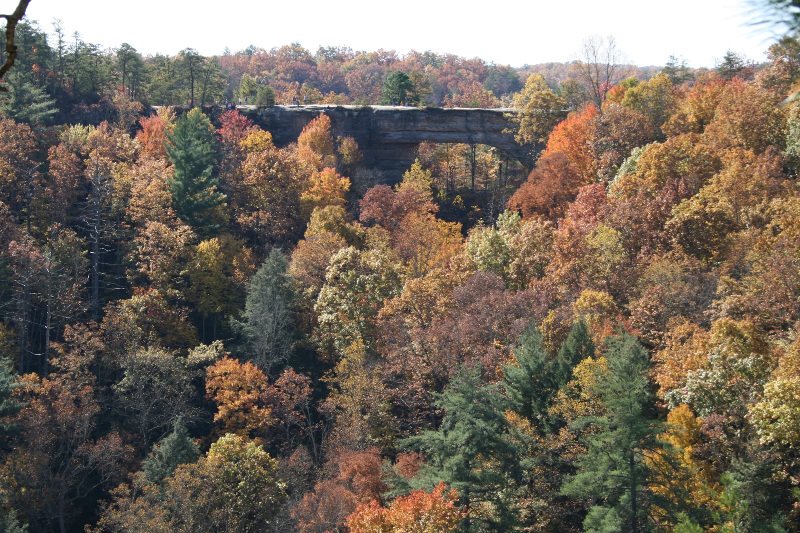 Natural Bridge above autumn woodland in Natural Bridge State Resort Park, Kentucky.